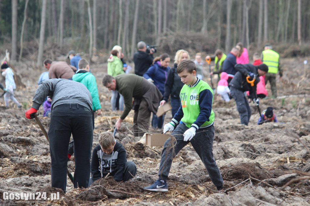 Sadzenie drzewek w leśnictwie Kosowo