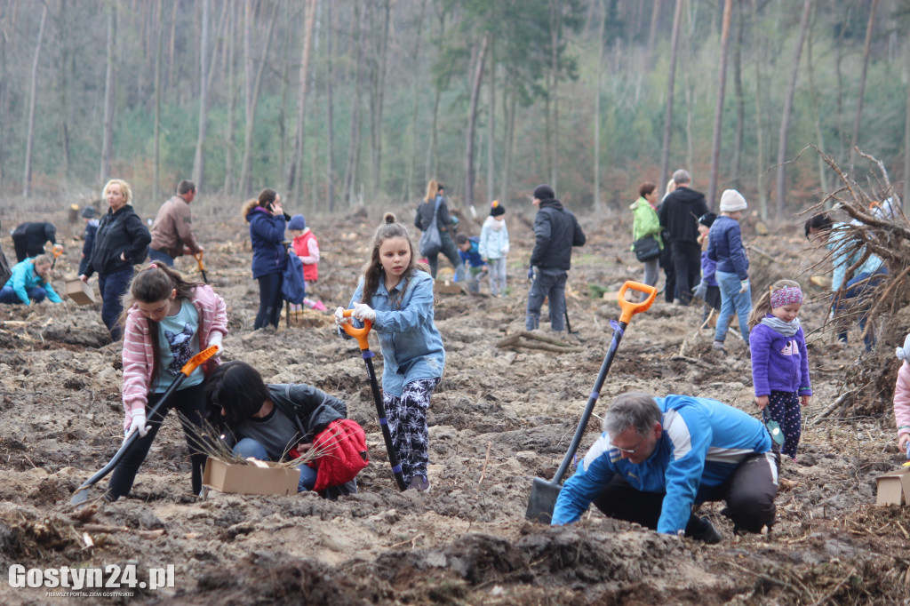 Sadzenie drzewek w leśnictwie Kosowo