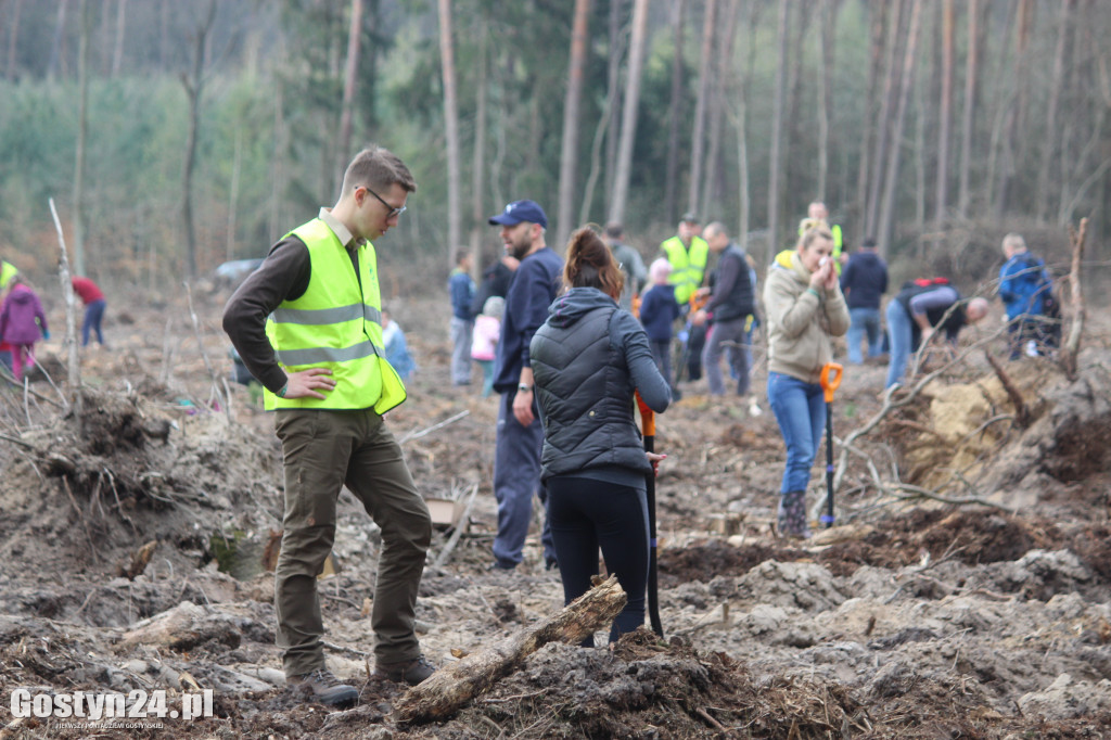 Sadzenie drzewek w leśnictwie Kosowo