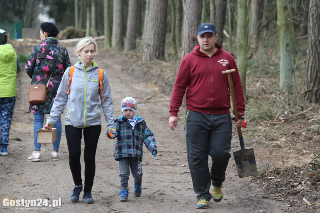 Sadzenie drzewek w leśnictwie Kosowo