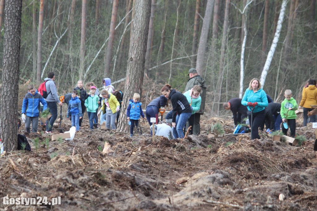 Sadzenie drzewek w leśnictwie Kosowo