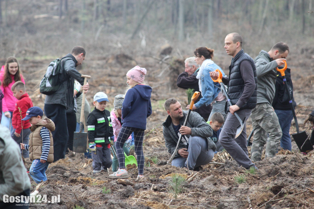 Sadzenie drzewek w leśnictwie Kosowo
