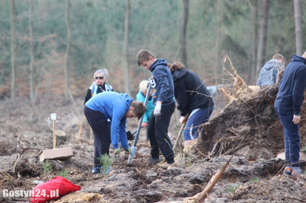 Sadzenie drzewek w leśnictwie Kosowo