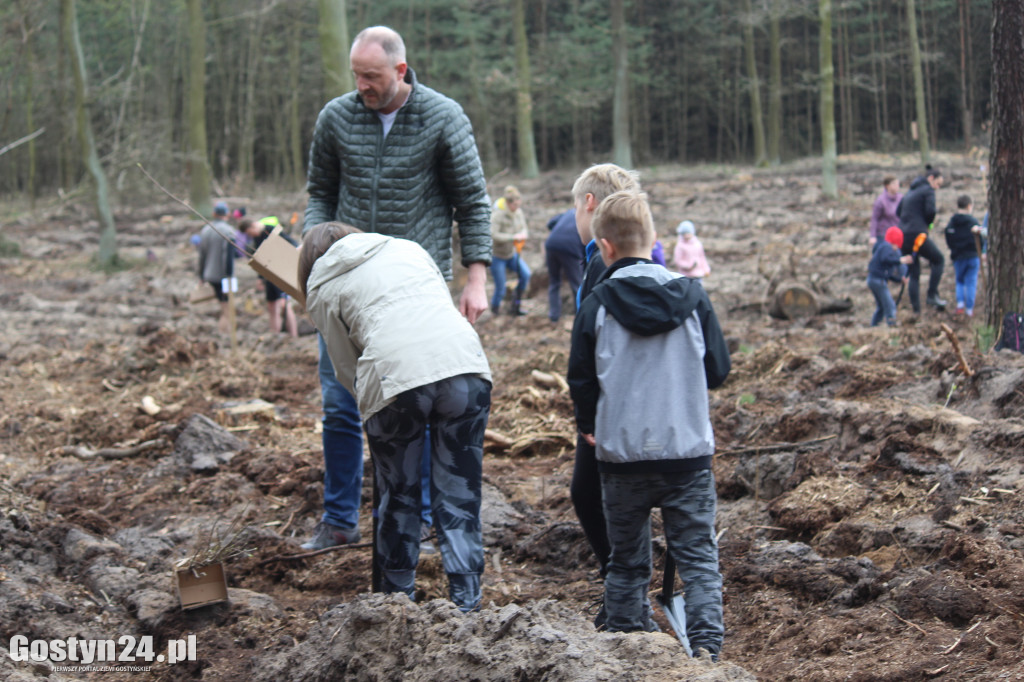 Sadzenie drzewek w leśnictwie Kosowo