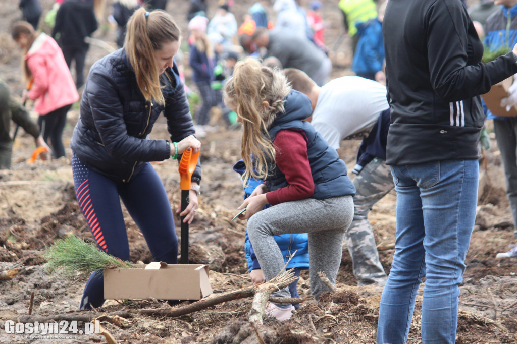 Sadzenie drzewek w leśnictwie Kosowo