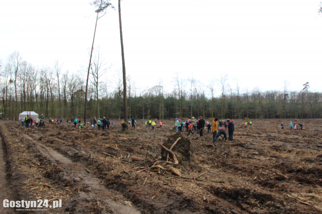 Sadzenie drzewek w leśnictwie Kosowo