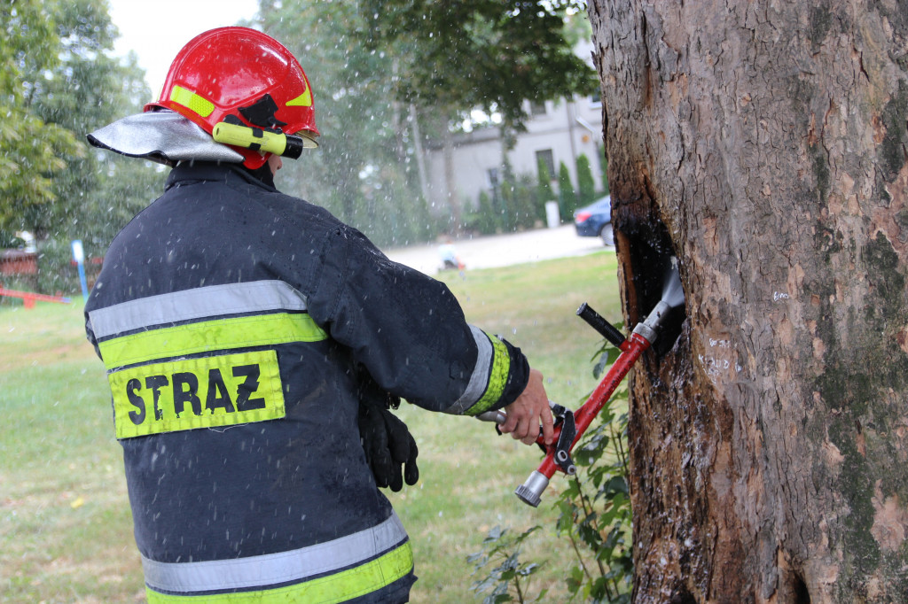 Pożar drzewa za gostyńską Farą