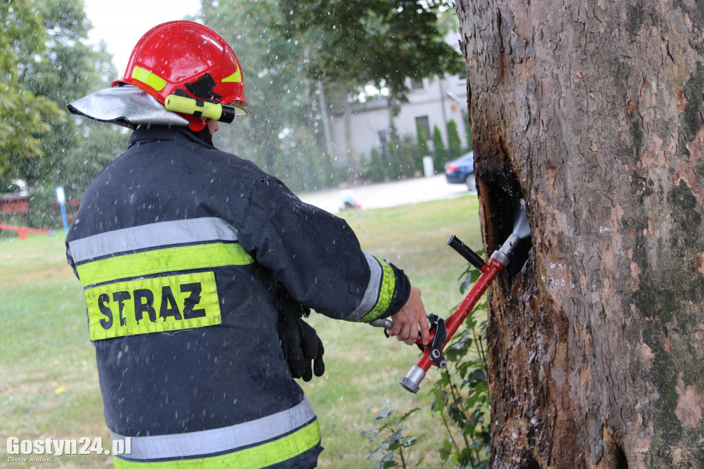 Pożar drzewa za gostyńską Farą