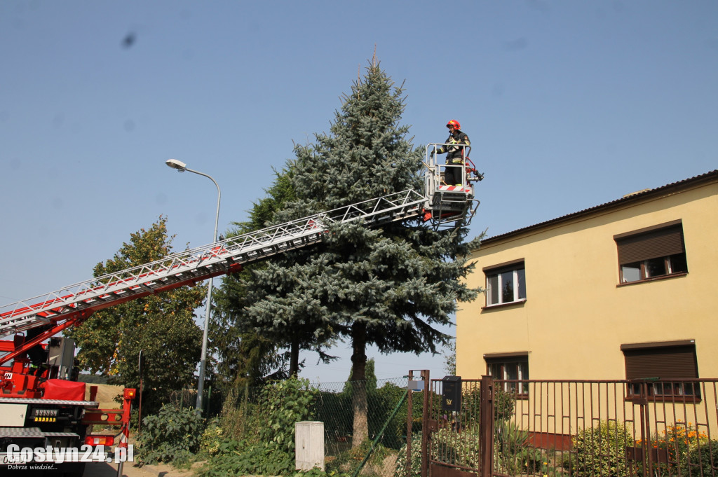 Akcja ratowania kota, który uknął na drzewie