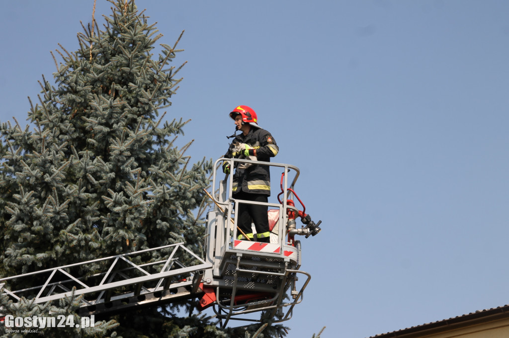 Akcja ratowania kota, który uknął na drzewie