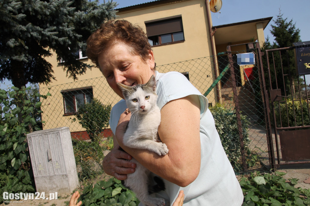 Akcja ratowania kota, który uknął na drzewie