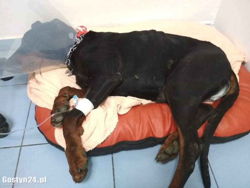 Ktoś wykastrował tego psa na żywca
