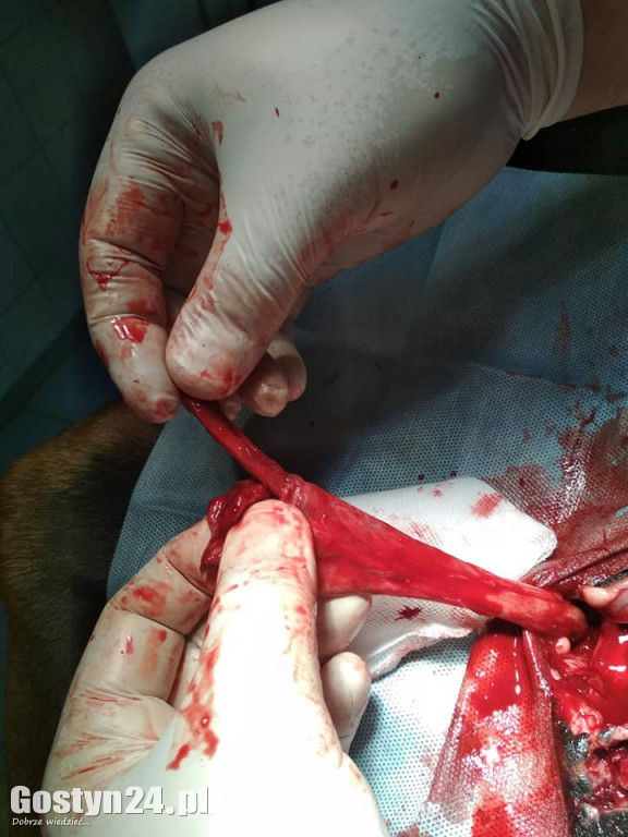 Ktoś wykastrował tego psa na żywca