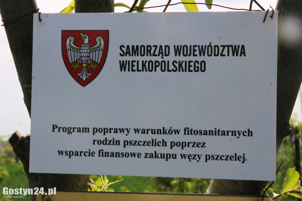 Martwe pszczoły przy ulach