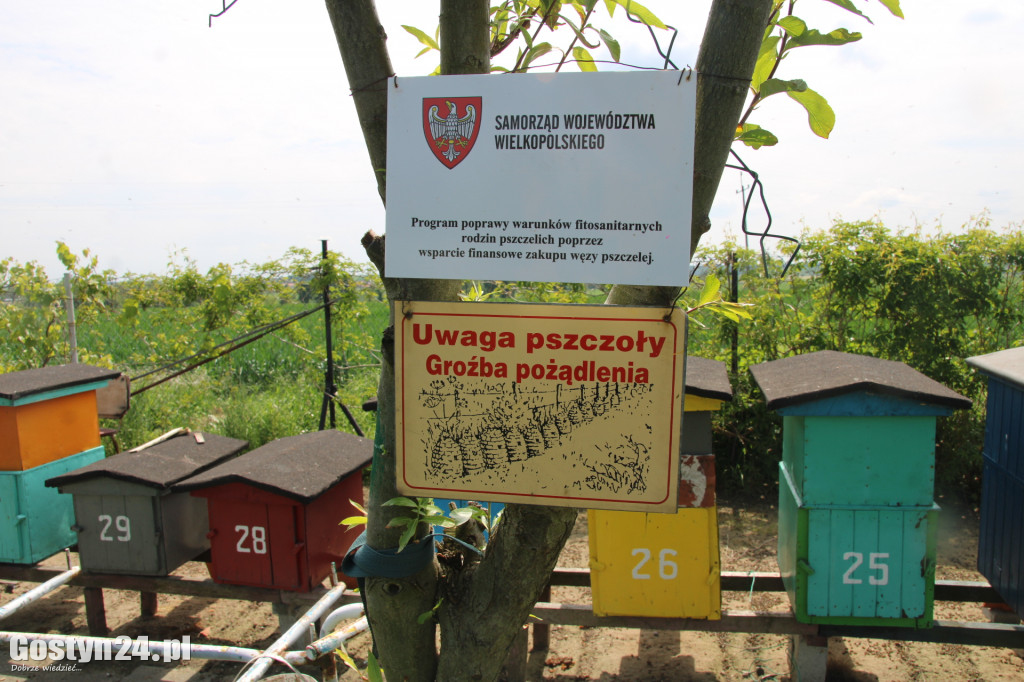Martwe pszczoły przy ulach