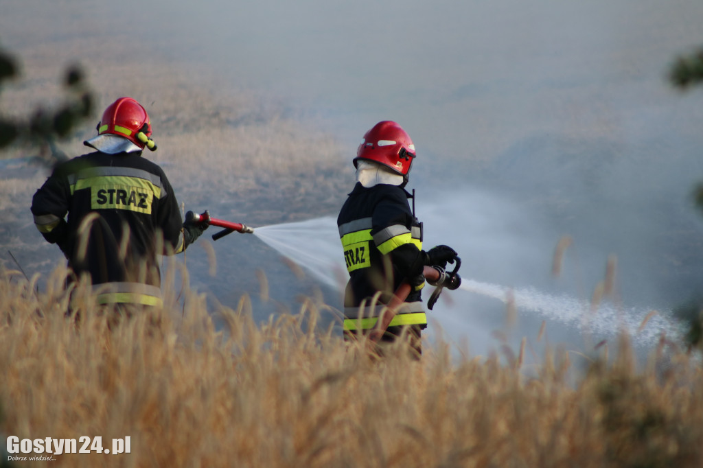 Pożar balotów słomy na polu w Brzeziu