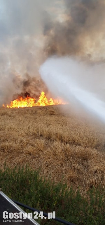 Pożar pola pod Borkiem Wlkp.