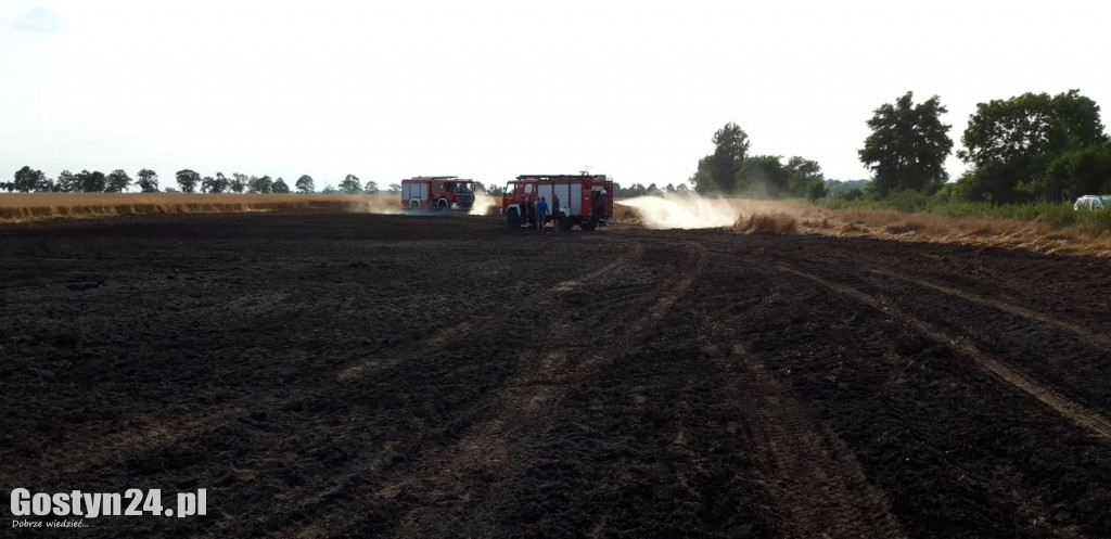 Pożar pola pod Borkiem Wlkp.