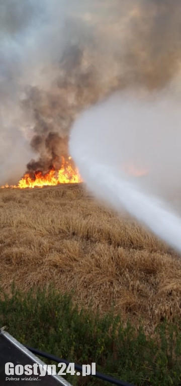 Pożar pola pod Borkiem Wlkp.