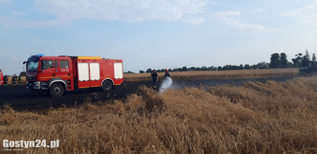 Pożar pola pod Borkiem Wlkp.