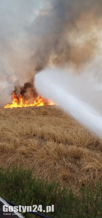 Pożar pola pod Borkiem Wlkp.