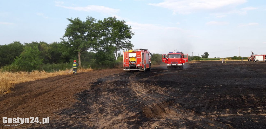 Pożar pola pod Borkiem Wlkp.