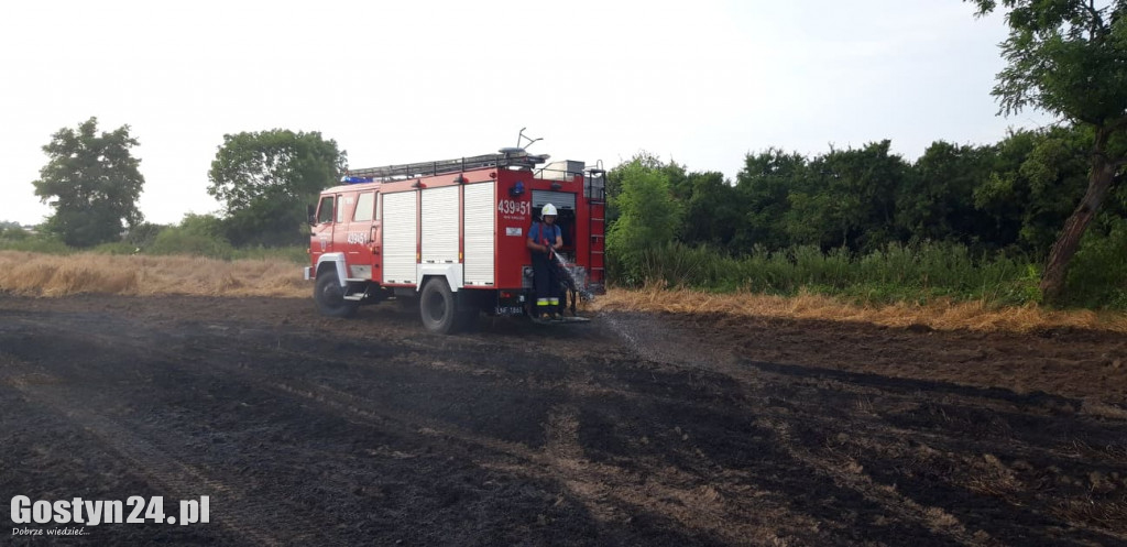 Pożar pola pod Borkiem Wlkp.