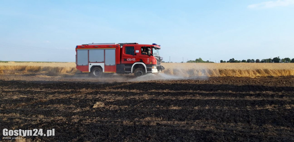 Pożar pola pod Borkiem Wlkp.