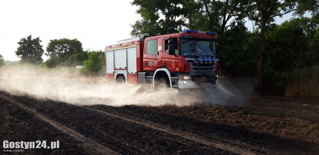 Pożar pola pod Borkiem Wlkp.
