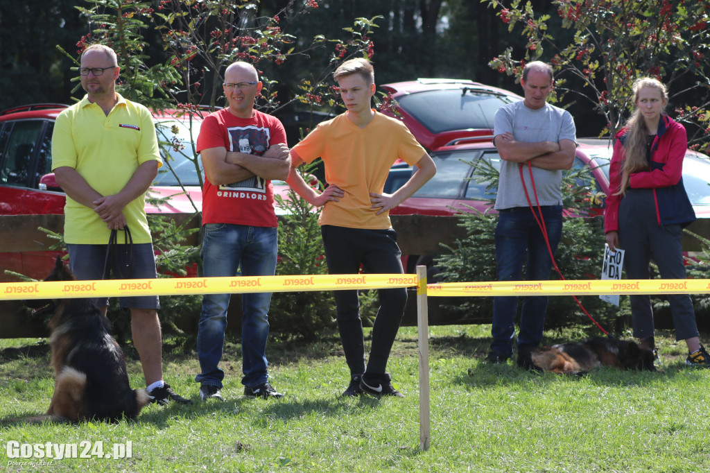 Wystawa owczarka staroniemieckiego w Karcu