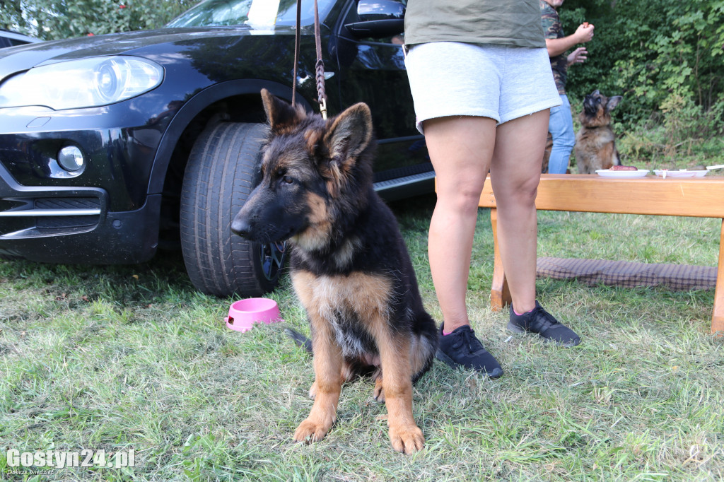 Wystawa owczarka staroniemieckiego w Karcu
