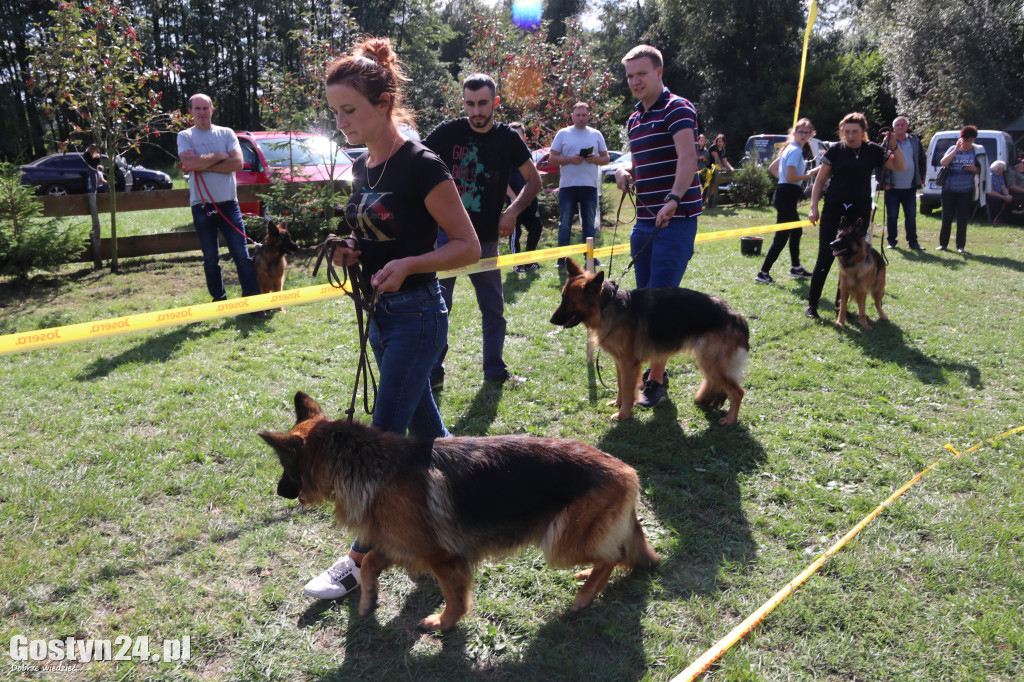Wystawa owczarka staroniemieckiego w Karcu
