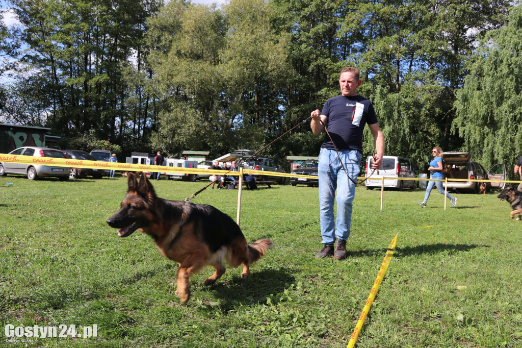 Wystawa owczarka staroniemieckiego w Karcu