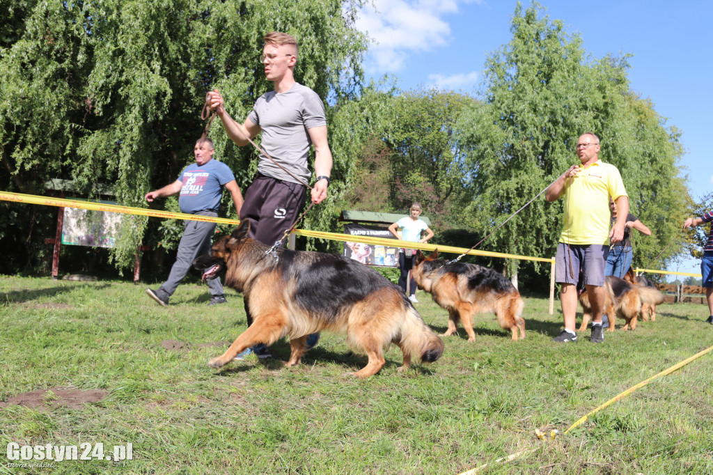 Wystawa owczarka staroniemieckiego w Karcu