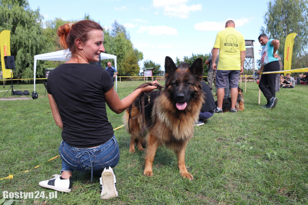 Wystawa owczarka staroniemieckiego w Karcu