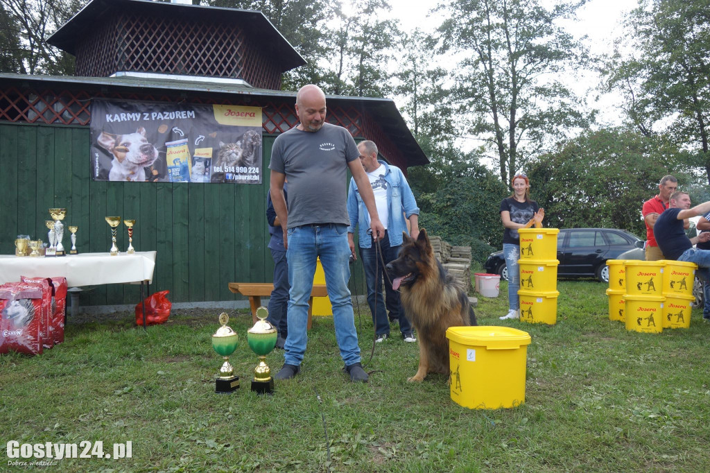 Wystawa owczarka staroniemieckiego w Karcu