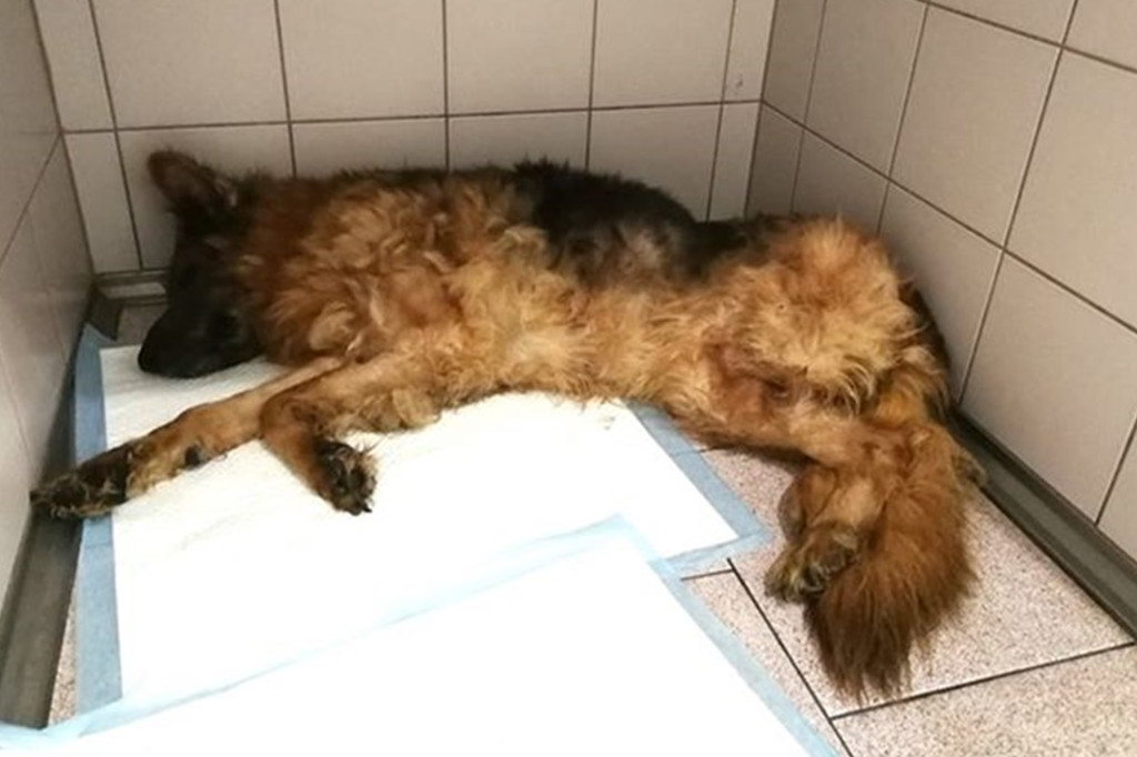 Zagłodzona Kama odebrana właścicielowi
