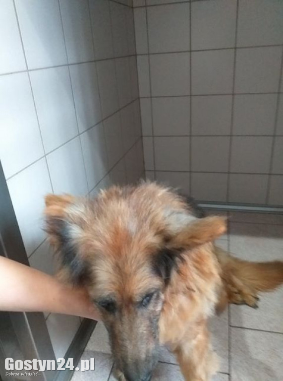 Zagłodzona Kama odebrana właścicielowi