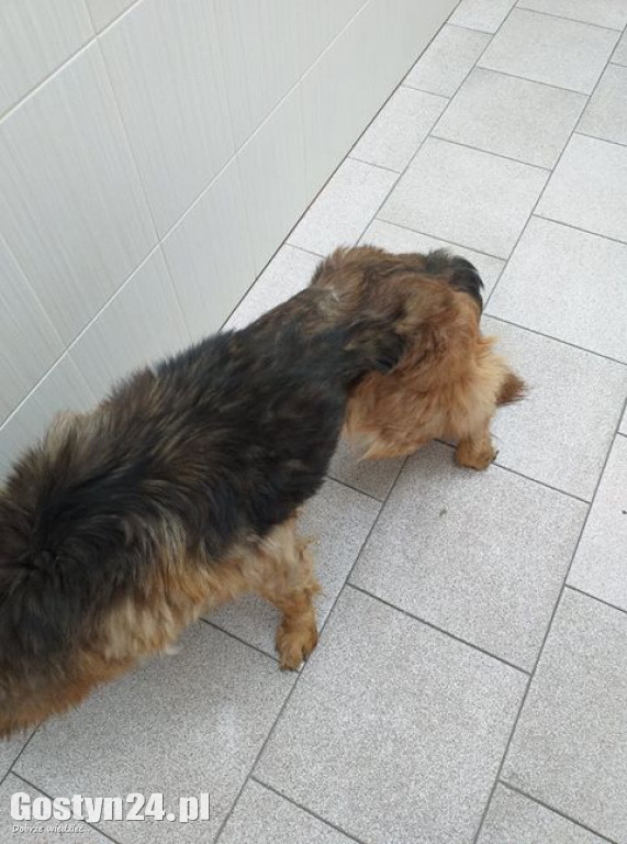 Zagłodzona Kama odebrana właścicielowi