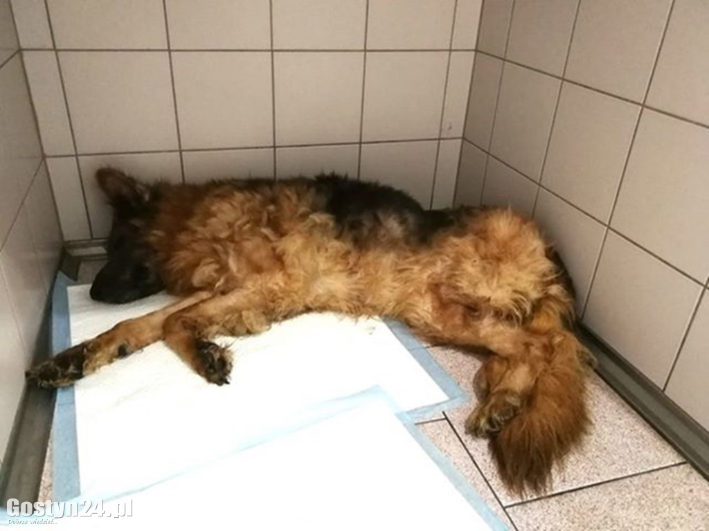 Zagłodzona Kama odebrana właścicielowi