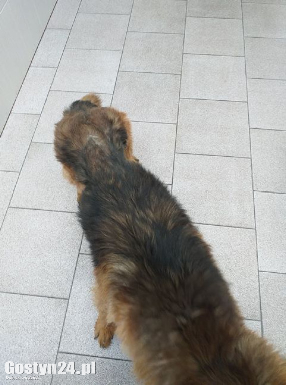 Zagłodzona Kama odebrana właścicielowi