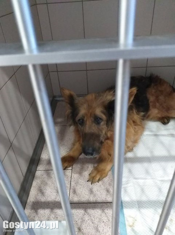Zagłodzona Kama odebrana właścicielowi