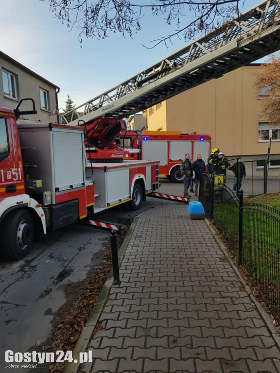 Strażacy ratowali kota z drzewa