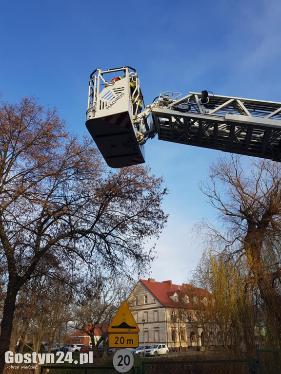 Strażacy ratowali kota z drzewa