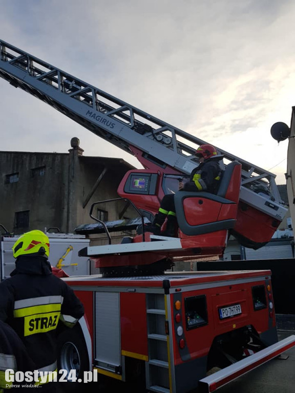 Strażacy ratowali kota z drzewa