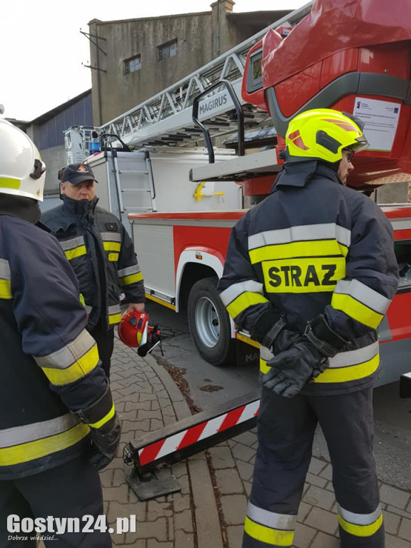 Strażacy ratowali kota z drzewa
