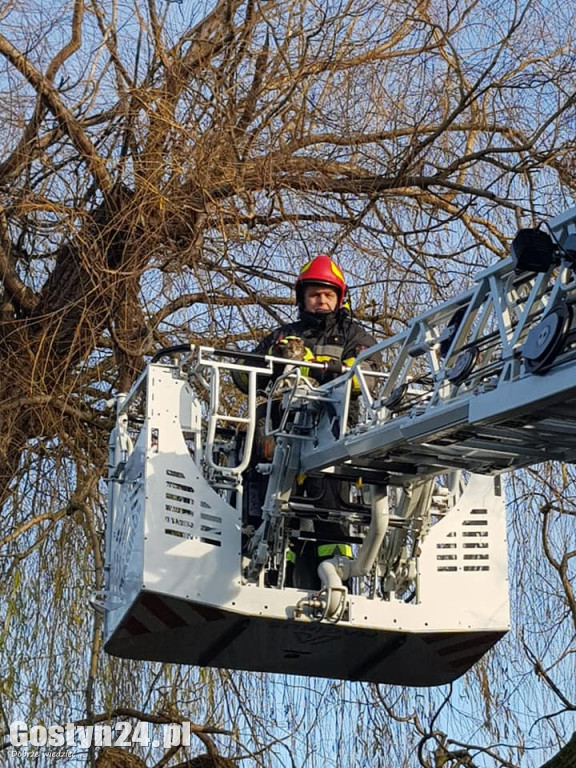 Strażacy ratowali kota z drzewa