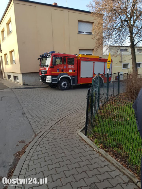 Strażacy ratowali kota z drzewa