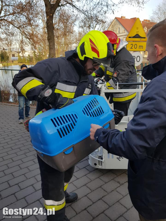 Strażacy ratowali kota z drzewa