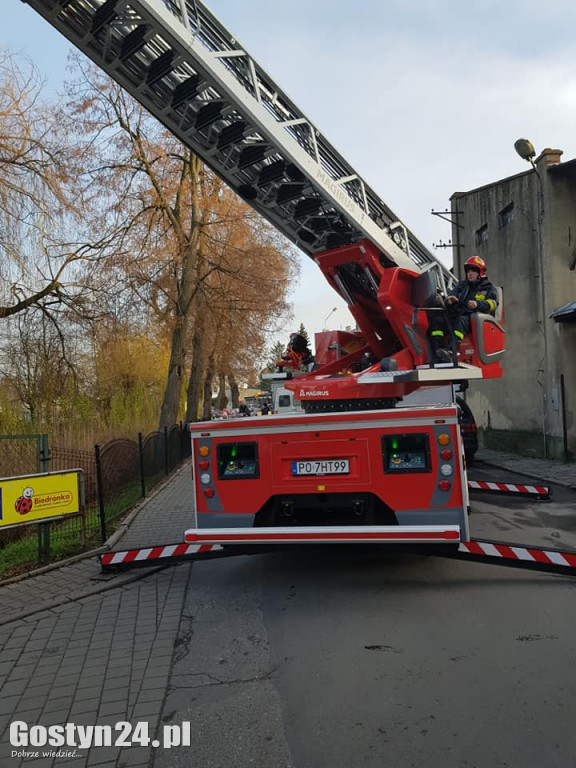 Strażacy ratowali kota z drzewa